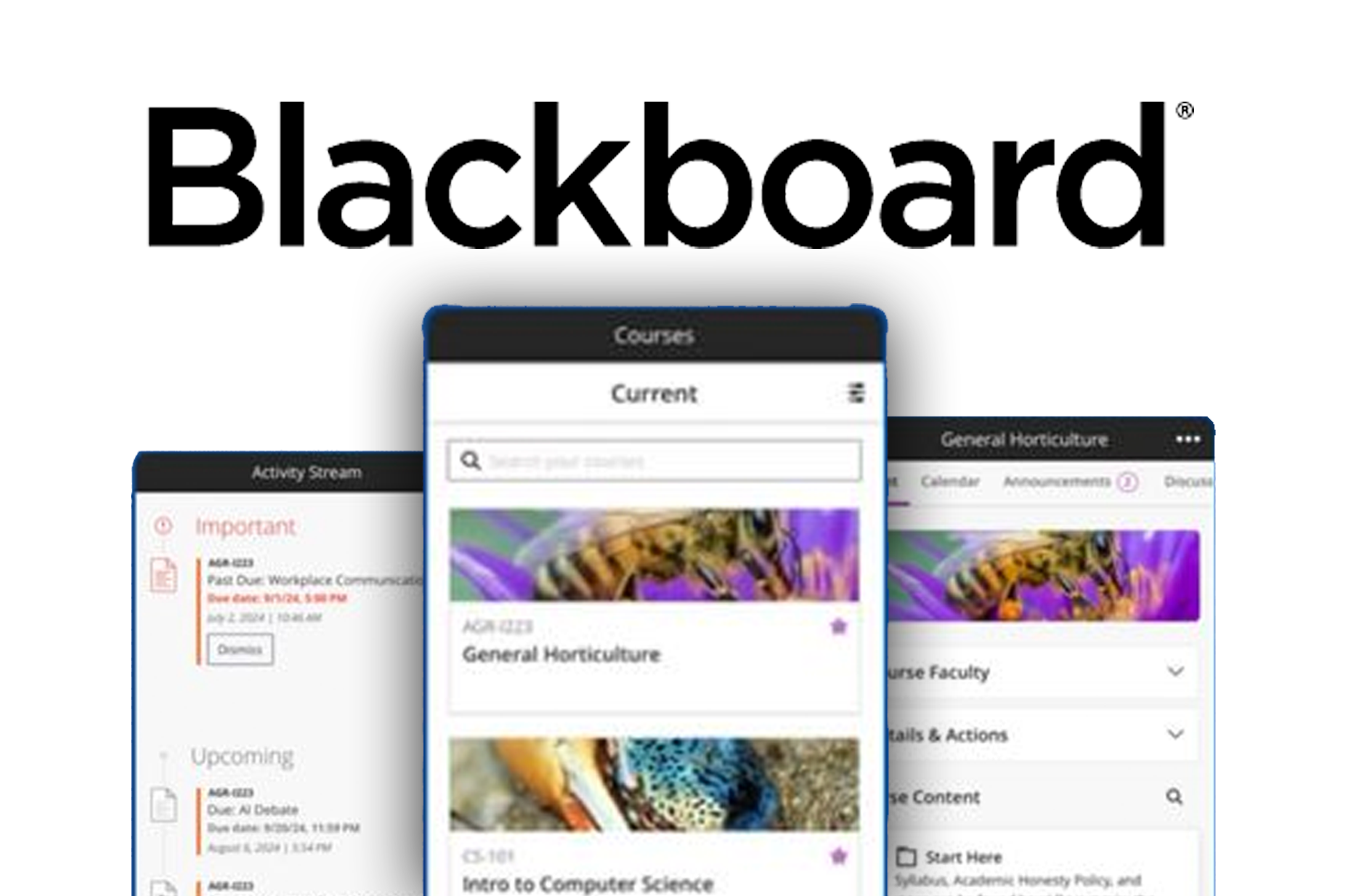Blackboard Case Study Preview